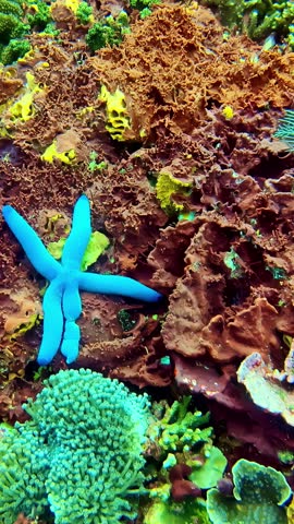 Vertical close-up of a Linckia laevigata on ocean floor