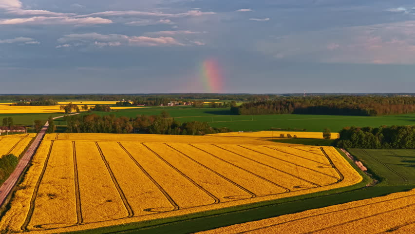 Colorful rainbow starts to appear over yellow-green agricultural fields and wide landscape