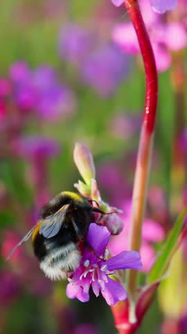 Bumblebee collects nectar from a flower and takes off, slow motion 250fps