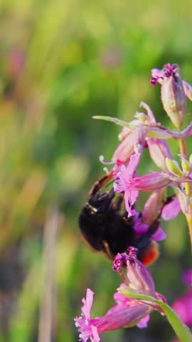 Bumblebee collects nectar from a flower and takes off, slow motion 250fps