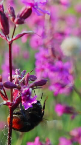 Bumblebee collects nectar from a flower and takes off, slow motion 250fps