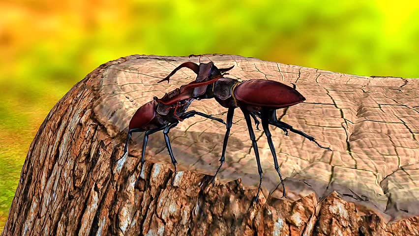 3D animation showing two male stag beetles fighting using their large mandibles for territory.