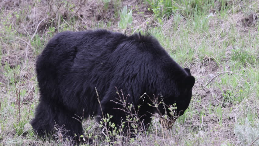 Black Bear in Spring in Yellowstone National park