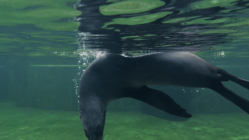 Seal Underwater Swimming In Freedom 