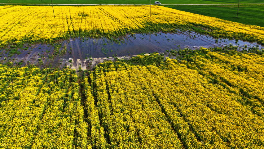 Rapeseed field crop oil seeds harvest yellow plants nature, aerial view