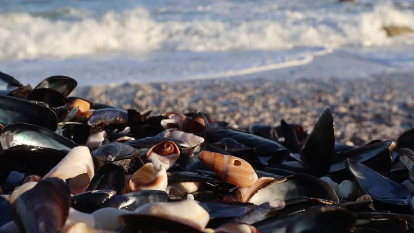 Seashells Scattered on Ocean Shore Under Sunlight