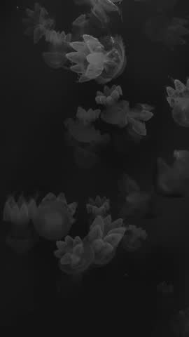 Abstract underwater jellyfish in monochrome styl