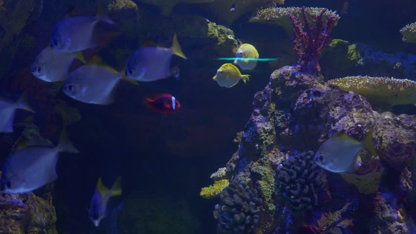 Various tropical fish swim around a coral reef in a large aquarium. Bright yellow tangs and silvery fish glide through the water under soft lighting.