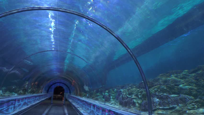 A large shark glides silently through a massive aquarium above a viewing tunnel. Visitors can watch the predator up close as it passes through the underwater habitat.