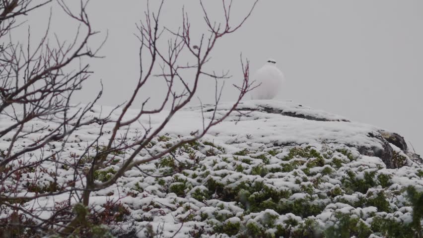 Detailed footage of the rock ptarmigan, a medium-sized grouse, known as aqiggiq in Nunavut, showcasing this iconic Arctic bird native to northern Canada and Europe.