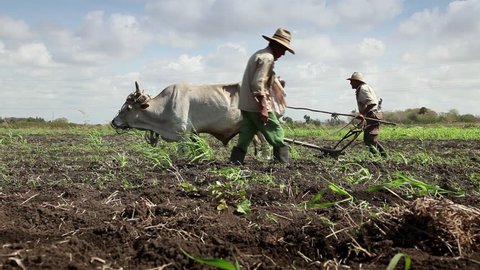 GUINES, CUBA - CIRCA APRIL 2013: Beginning of the growing season, peasants working in farm sowing and plowing the ground, circa April 2013 in Guines, Cuba