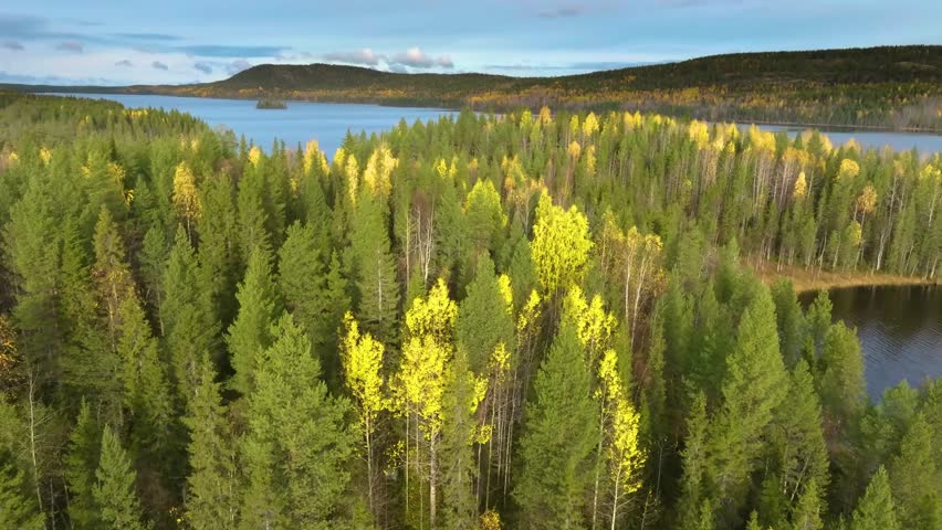 Autumn aerial of boreal forest featuring vibrant yellow birch and evergreen pine trees. Drone captures peaceful wilderness and taiga texture.