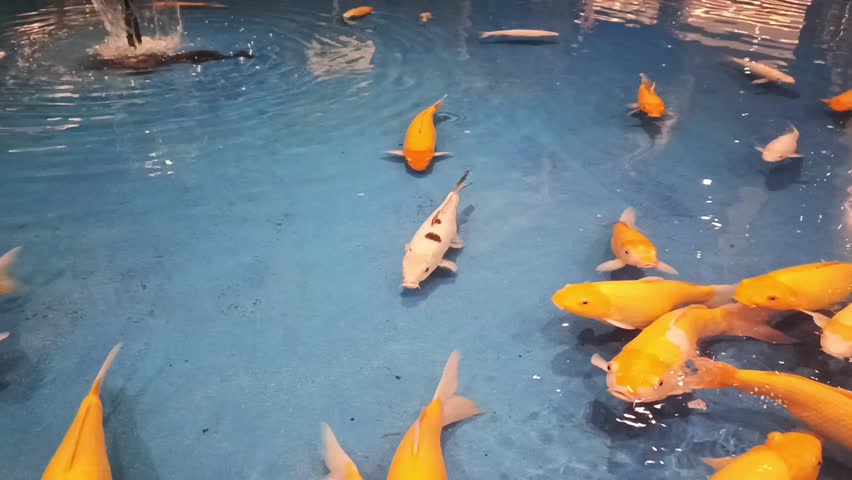A view of colorful koi fish swim in a indoor pond. 