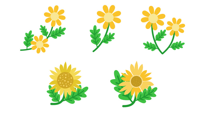 An animated cute collection of sunflower stickers in a cartoon icon set. Natural organic element animation symbol. Spring blossom motion graphic sign. Tropical nature plant bundle. Alpha channel. Loop