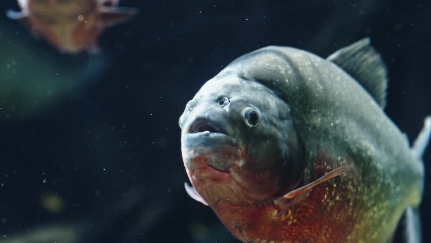 Close-up of a piranha underwater, sharp focus on face, moody and intense vibe