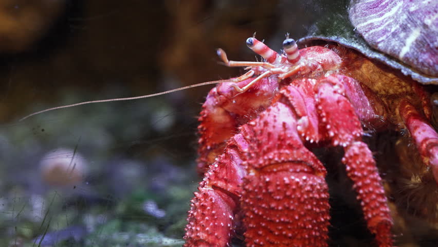 Bright red hermit crab in close-up view, perched on rocky seafloor inside its shell