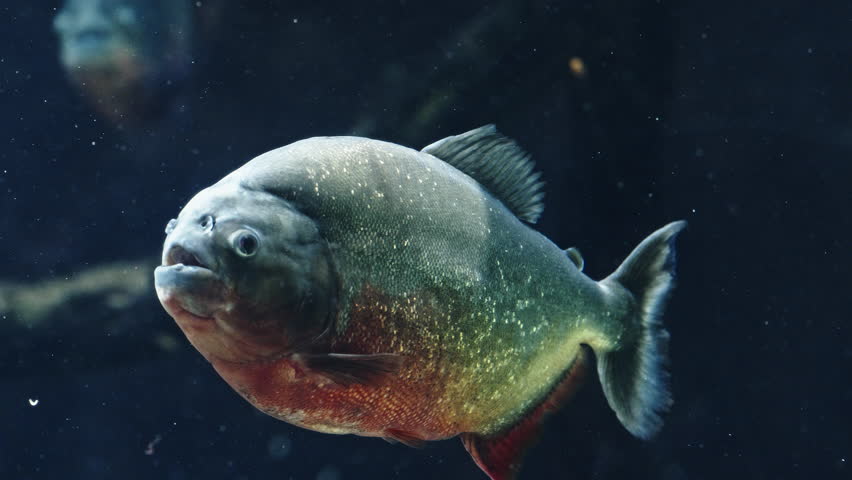A single piranha swimming underwater with a calm but intense expression