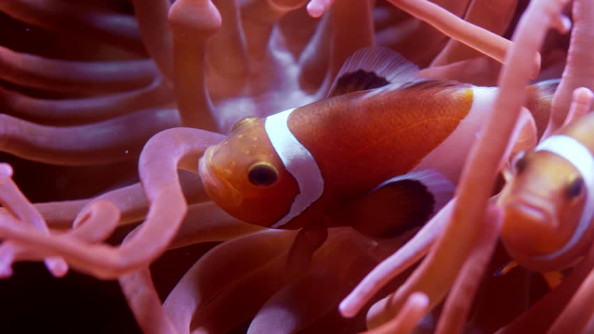 Clownfish swimming between soft, pink sea anemone tentacles underwater