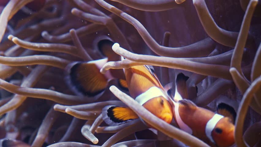 Clownfish swimming through sea anemone tentacles in colorful underwater habitat