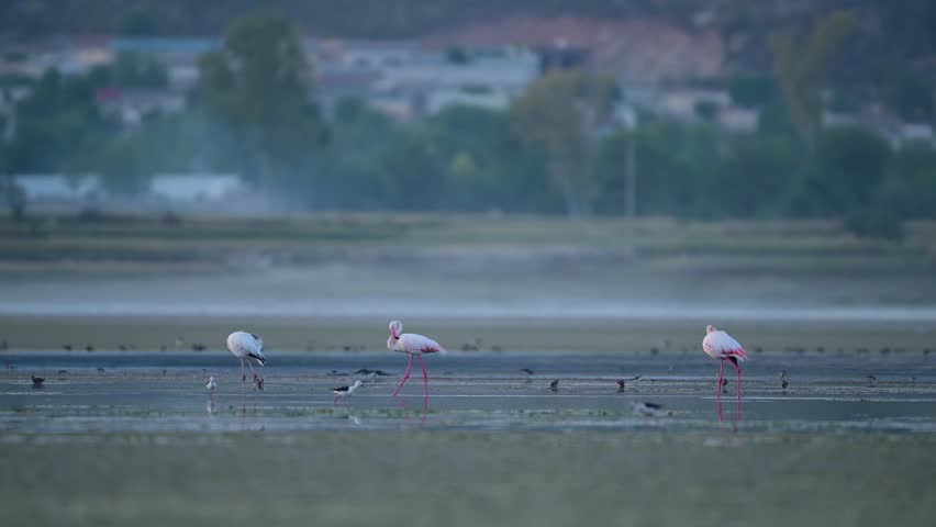 Flamingos in a Misty Wetland at Dawn