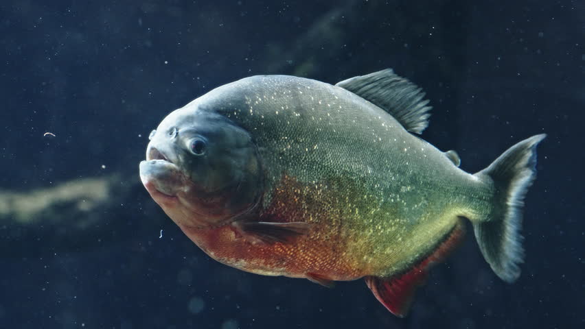 Large piranha swimming in aquarium, close-up with dark water and soft lighting