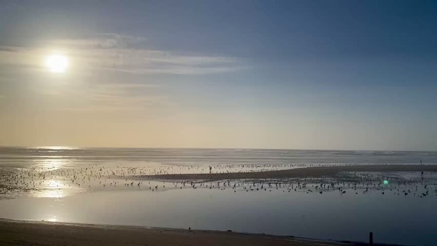 Flock of bird in flight at Canon Beach