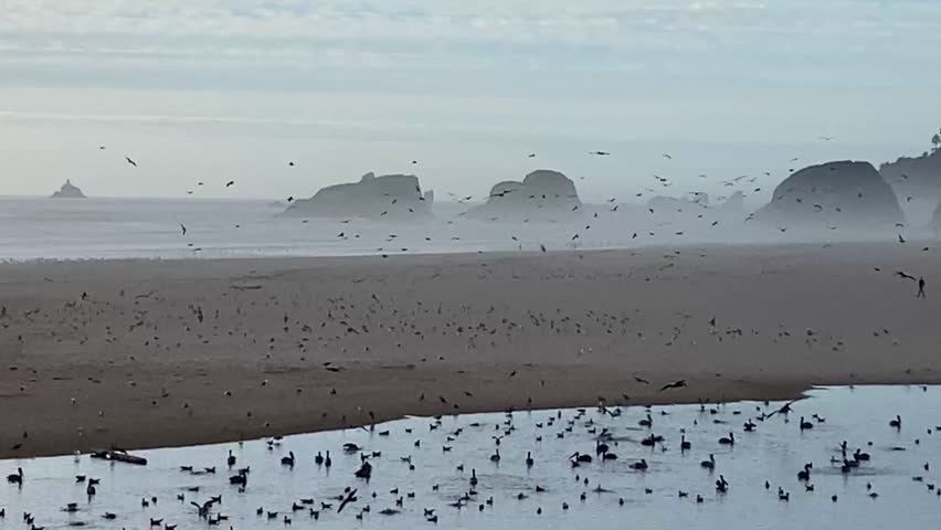 Flock of bird in flight at Canon Beach