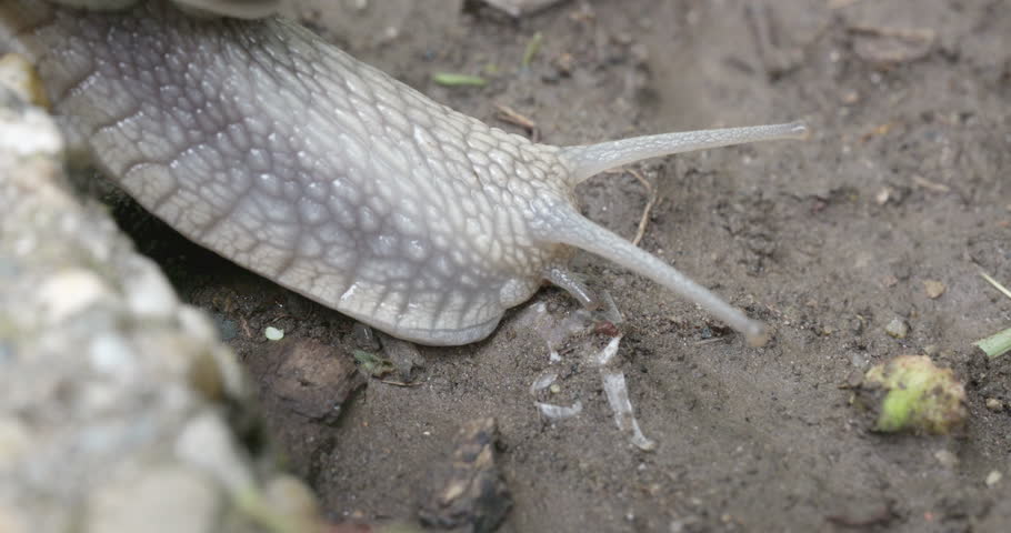 Snail moving across soil from left to right