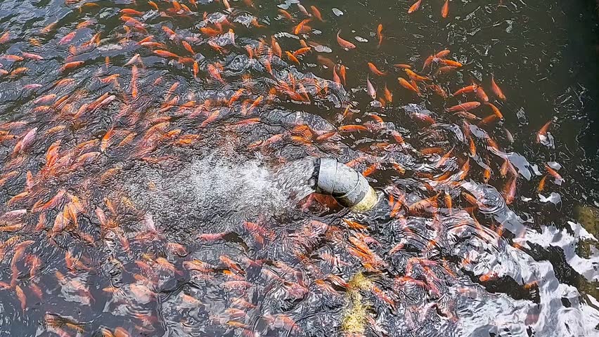 tilapia fish pond.  The tilapia fishing industry uses earthen ponds