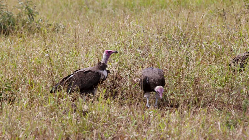 Critically Endangered Hooded Vulture feeding and picking on leftover meat with sharp beak in grassy savanna, Kruger National Park