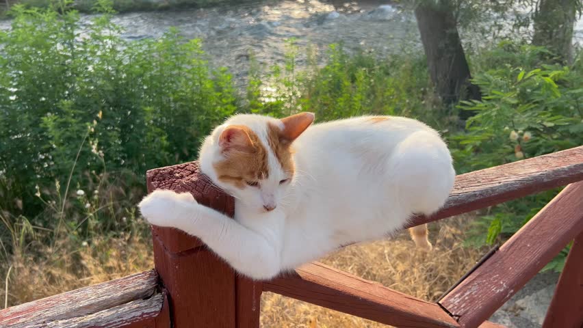 Cat sitting relaxed on a bench by the river