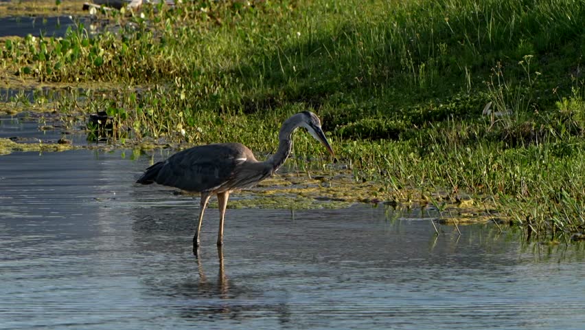 A great blue heron plunges its head into the water
