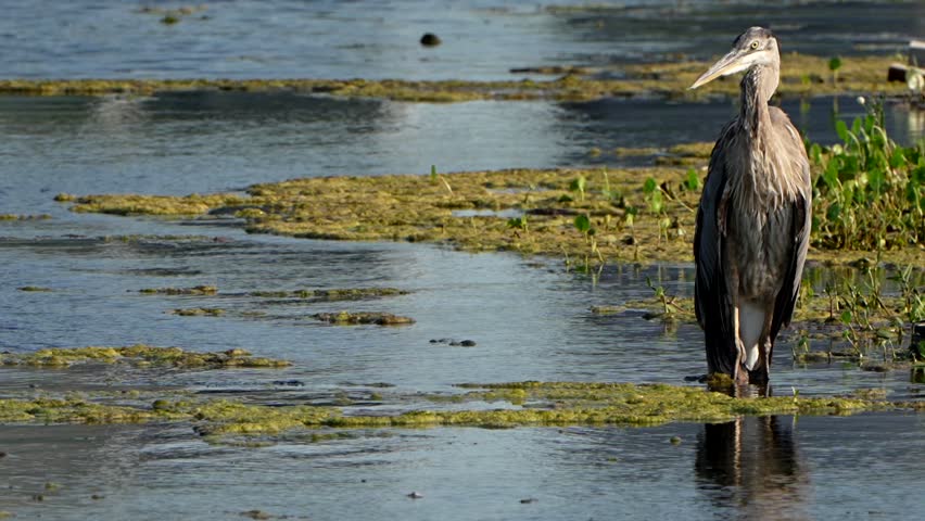 A great blue heron preening dislodges a feather
