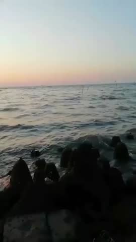 Shutterstock Video