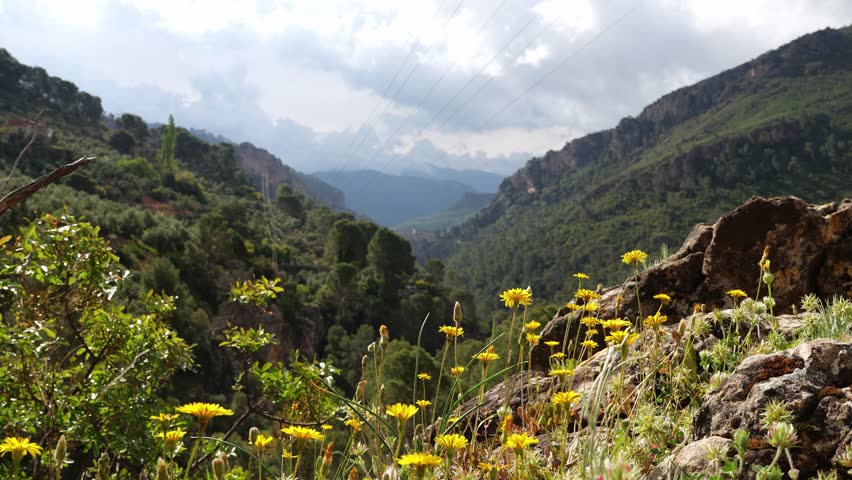 Sunny mountain valley covered with yellow wildflowers and surrounded by green hills and distant misty mountains.