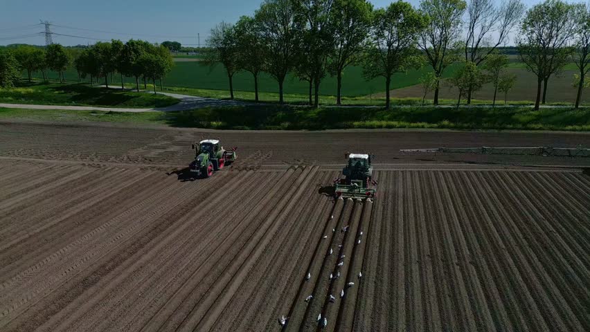 A drone view of farmers milling potato ridges in the field and birds following the tractors in a sunny weather, and greenery in the background