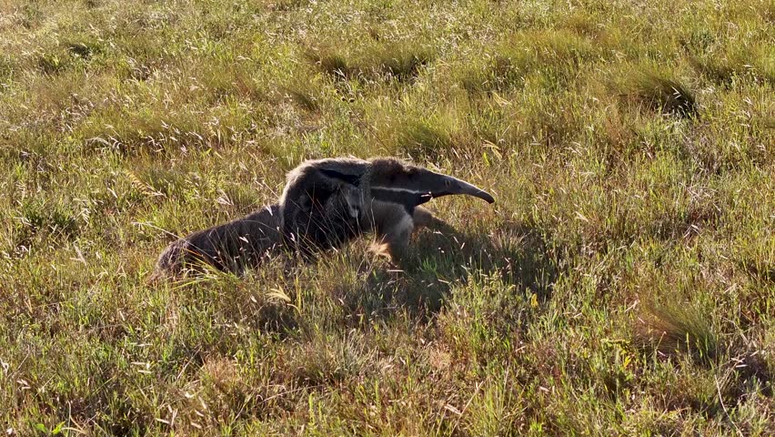 Drone view of a giant anteater, a wild animal released into the wild in a national park in Serra da Canastra