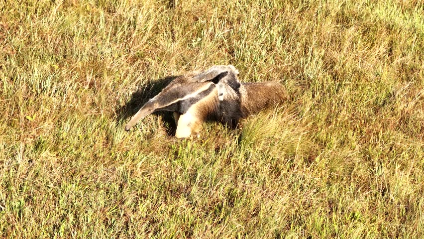 Drone view of a giant anteater, a wild animal released into the wild in a national park in Serra da Canastra