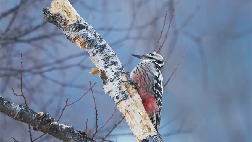 White-backed Woodpecker pecking at a tree (with sound)