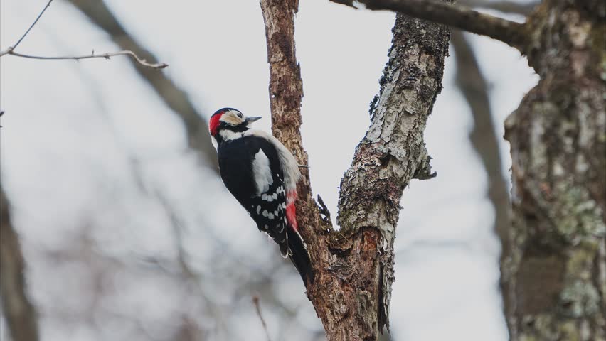 Great Spotted Woodpecker pecking at a tree