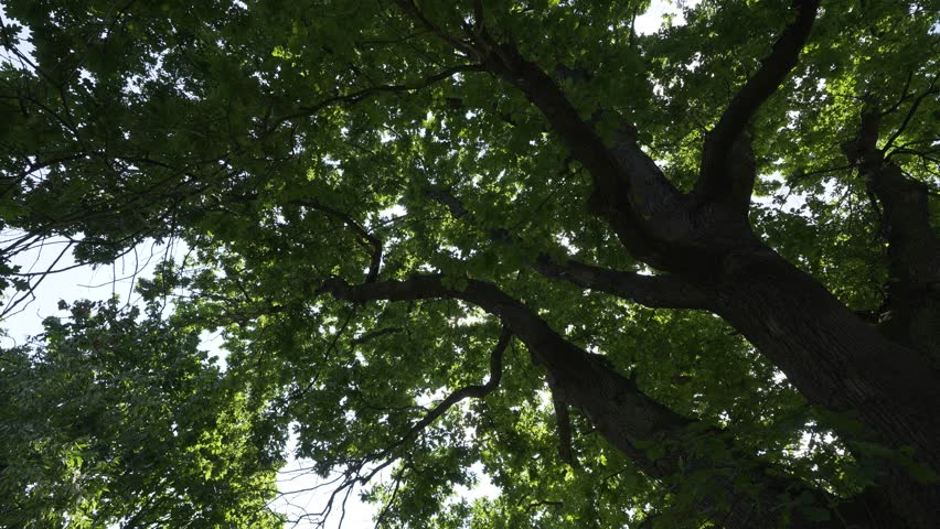 Sun shines through the crown of a large tree - view from under the tree