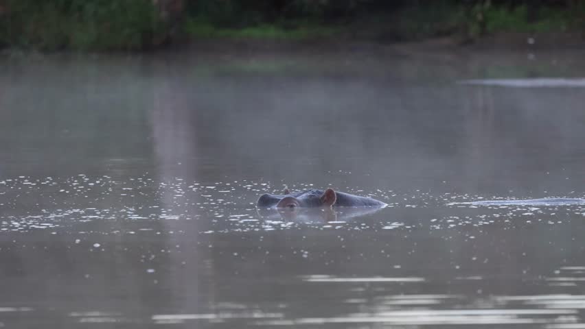 Hippos blowing of steam on a cold morning.