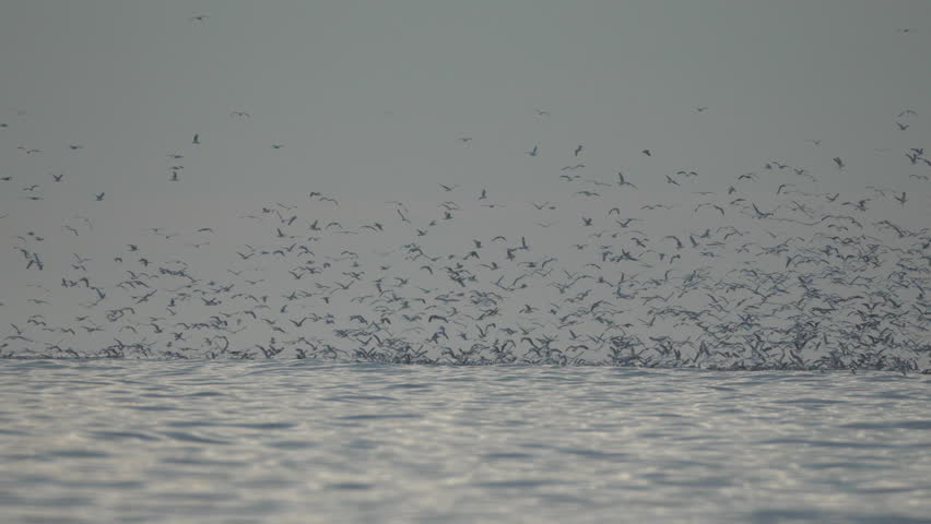 Birds Sea Ocean Murmuration: Coastal flock feeding, aerial view, daytime, natural behavior.