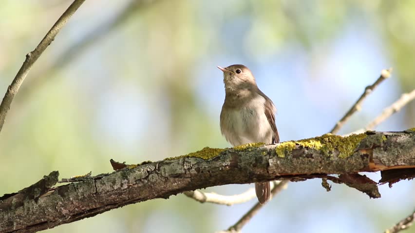 Thrush Nightingale, Luscinia luscinia. A bird sits on a branch and sings, beautiful background