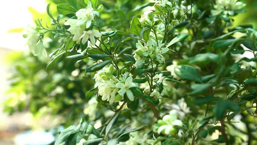 Fragrantful orange jessamine (Kamini) white flowers on the green tree. Close-up of wet white Madhu Kamini flowers wind blowing in summer season