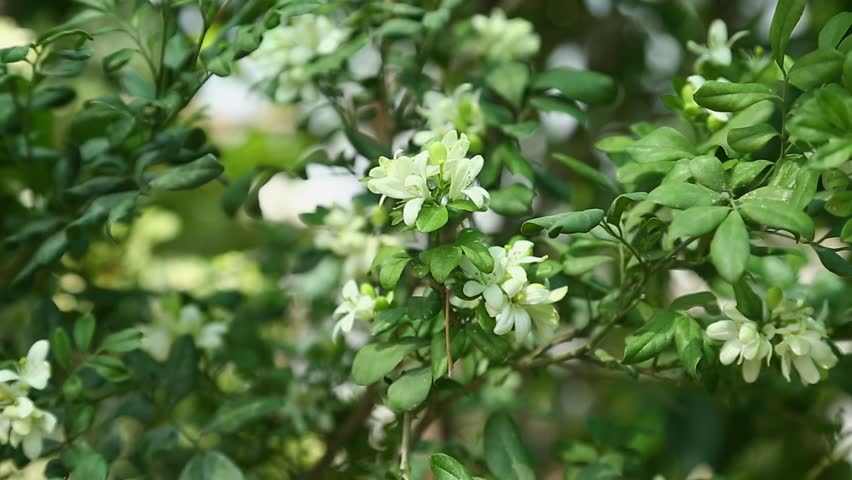 Fragrantful orange jessamine (Kamini) white flowers on the green tree. Close-up of wet white Madhu Kamini flowers wind blowing in summer season