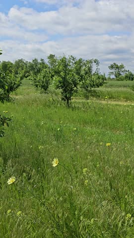 A field of grass with trees and a flower in the middle
