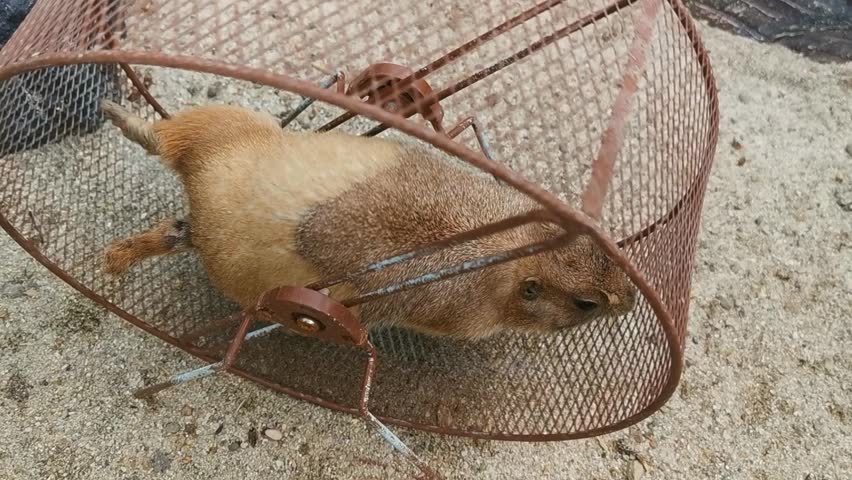 
Bogor, Indonesia - May 7th 2025. The Prairie dogs are herbivorous burrowing ground squirrels native to the grasslands of North America. There are five recognized species of prairie dog