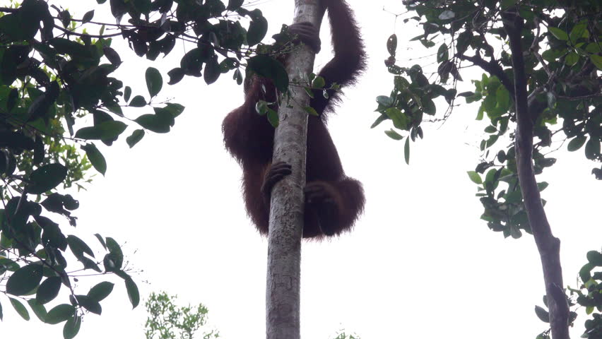 Wild orangutan climbs through the trees of the Borneo rainforest.