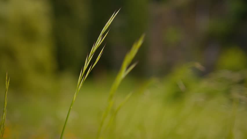 POV macro shot of hand touching Vulpia myuros and similar grasses in garden at Lake Como, Italy (Lago di Como, Italia)